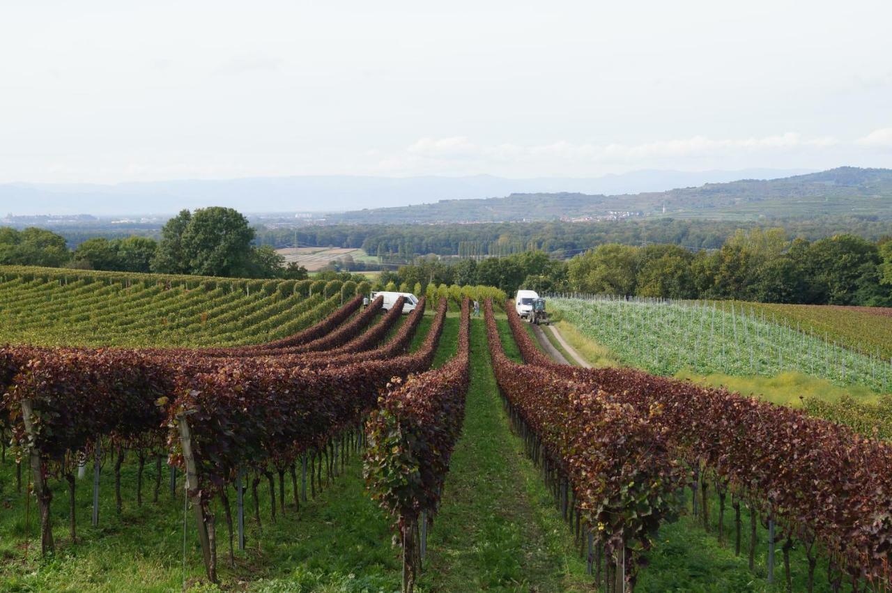 Weingut Landmann Ferienwohnungen Friburgo in Brisgovia Esterno foto